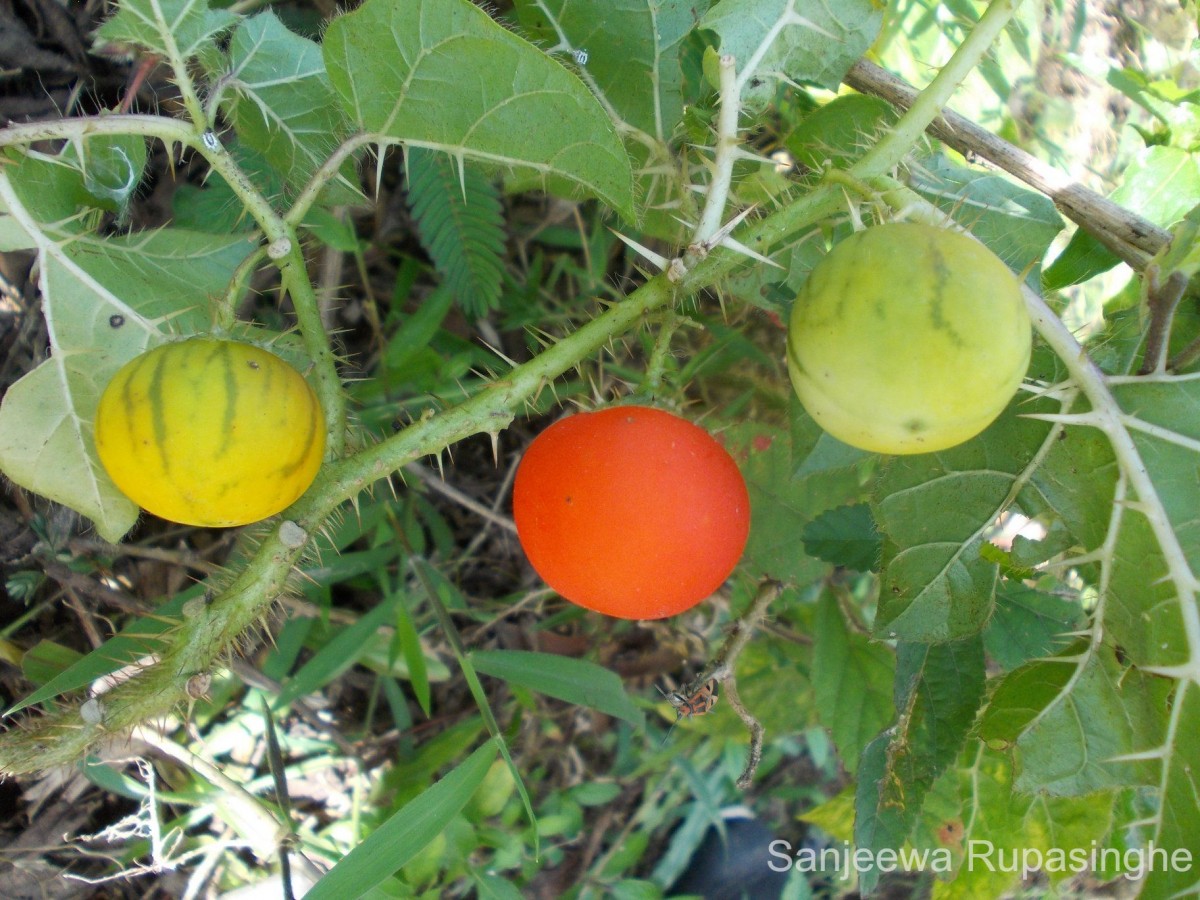 Solanum capsicoides All.